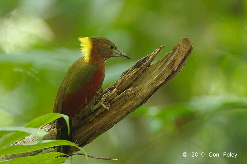 Woodpecker, Checker-throated (female)