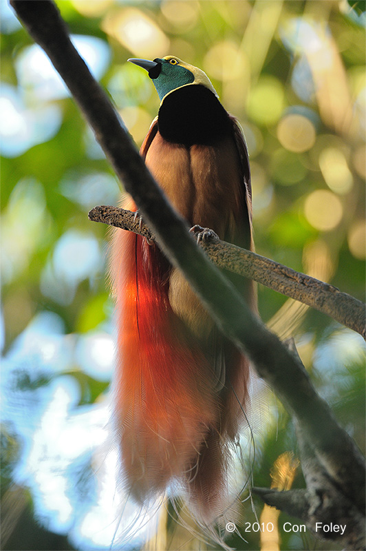 Bird-of-paradise, Raggiana @ Virirata National Park