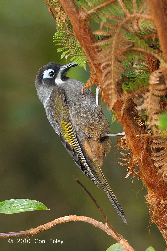 Honeyeater, Belfords @ Kumul Lodge