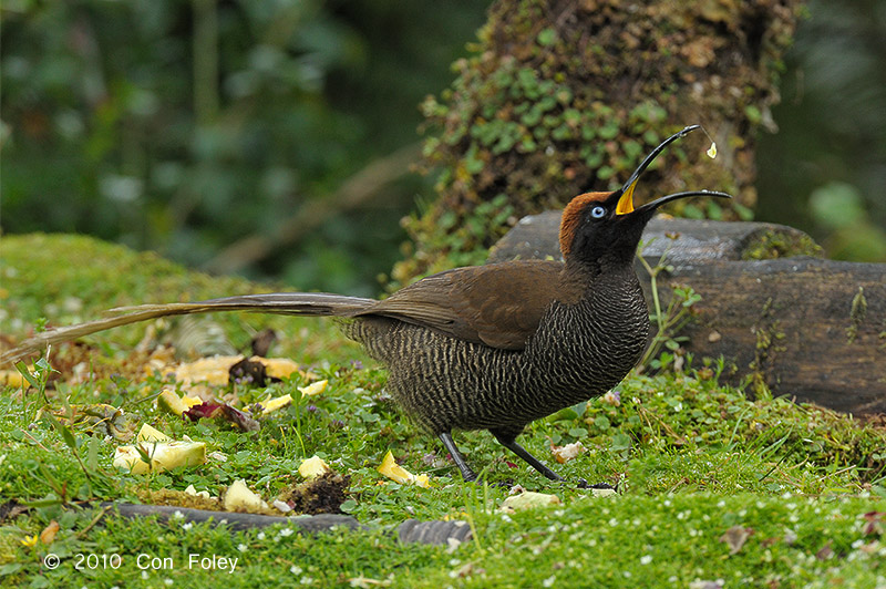 Sicklebill, Brown (female) @ Kumul Lodge