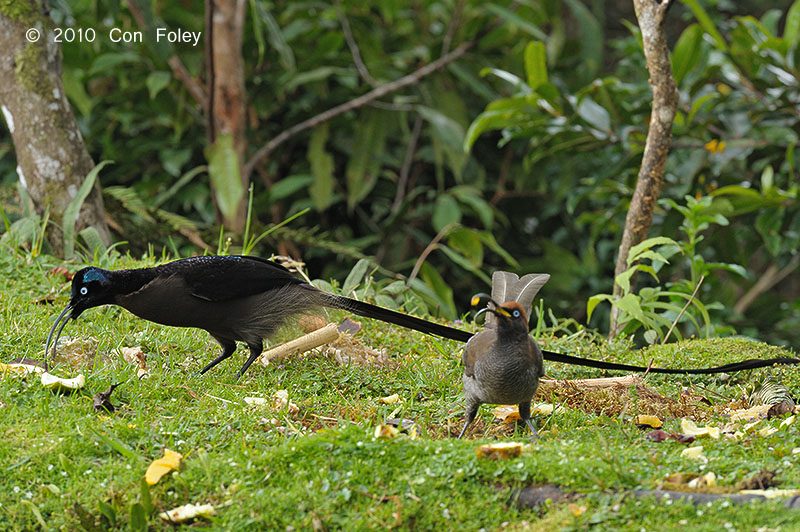 Sicklebill, Brown (male) @ Kumul Lodge