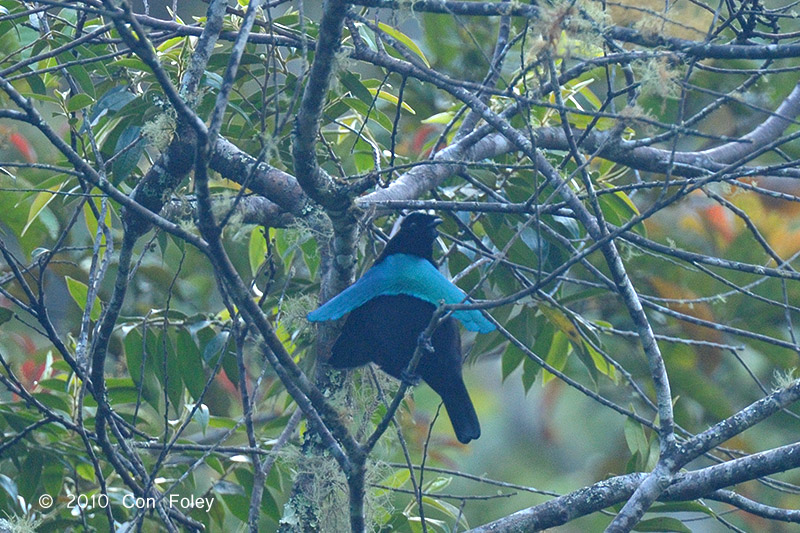 Bird-of-paradise, Superb (male) @ Anji