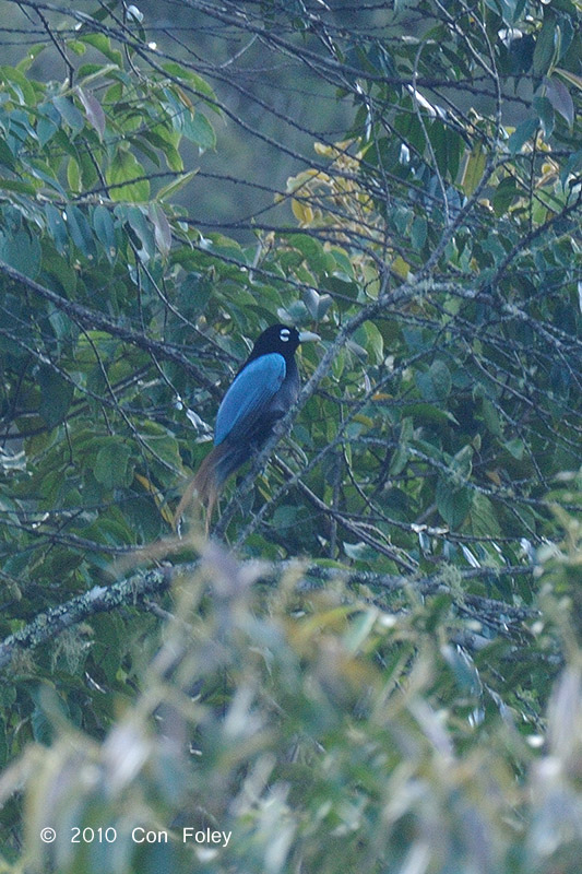 Bird-of-paradise, Blue (male) @ Anji