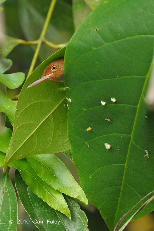 Tailorbird, Ashy (male) @ Sungei Buloh