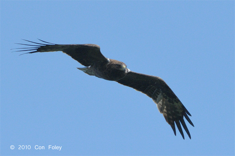 Eagle, Booted @ Khao Dinsor