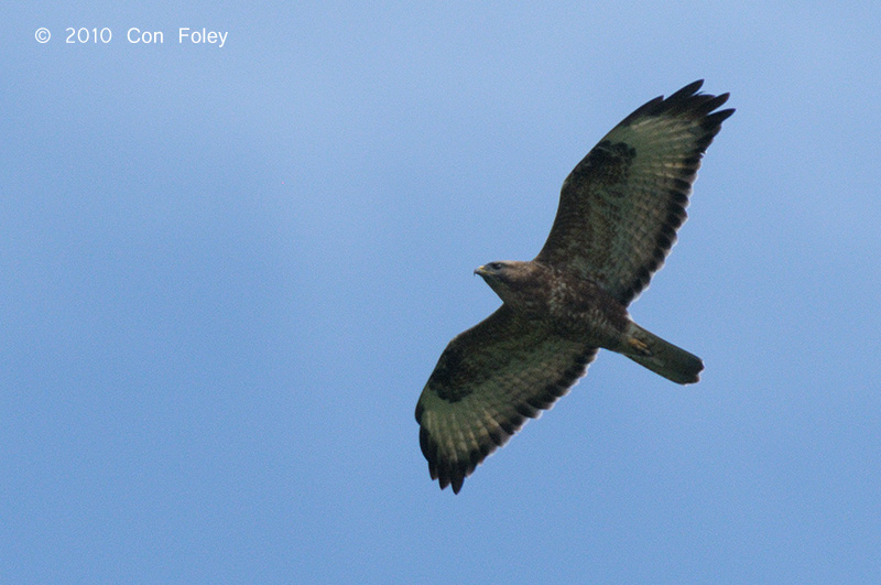 Buzzard, Steppe @ Khao Dinsor