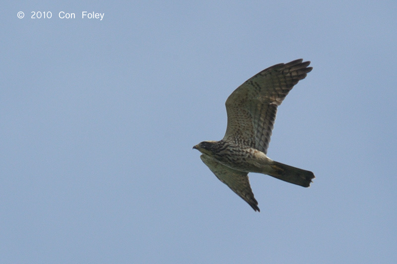 Buzzard, Grey-faced (juvenile) @ Khao Dinsor