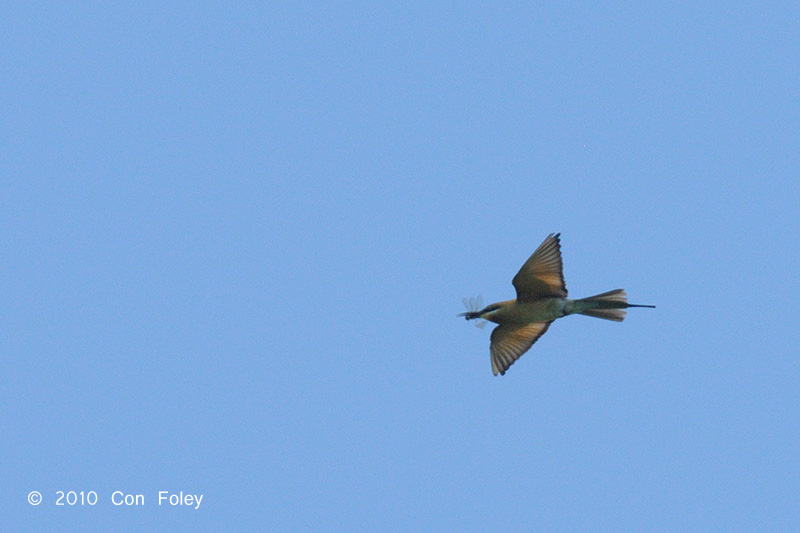 Bee-eater, Blue-tailed @ Khao Dinsor