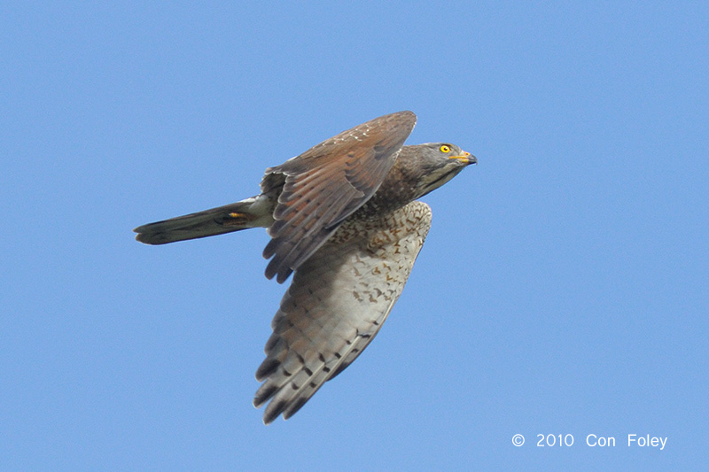 Buzzard, Grey-faced (adult) @ Khao Dinsor