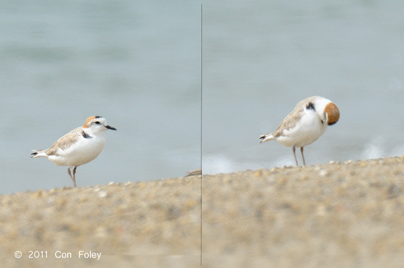 Plover, White-faced @ Changi