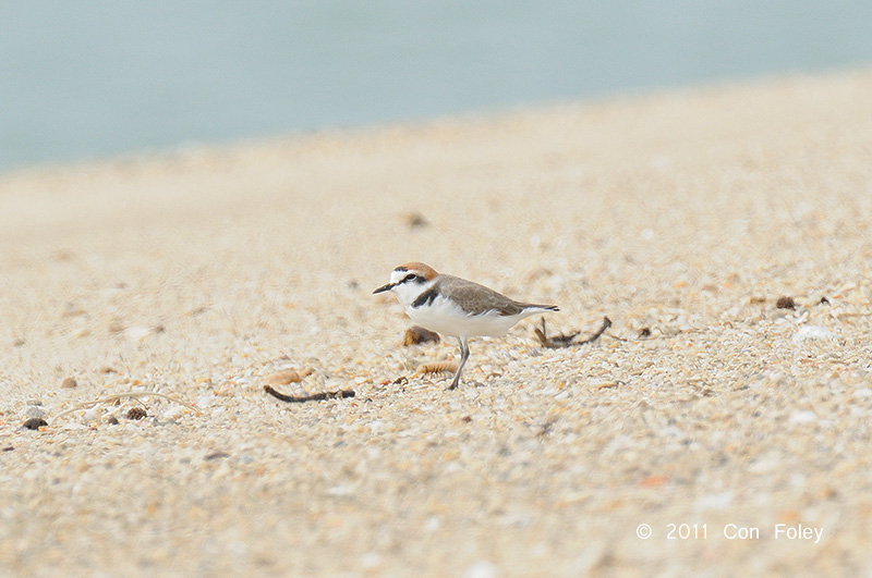 Plover, Kentish @ Changi