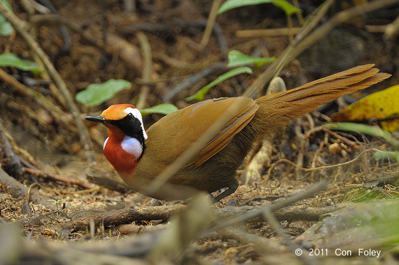 Rail-babbler