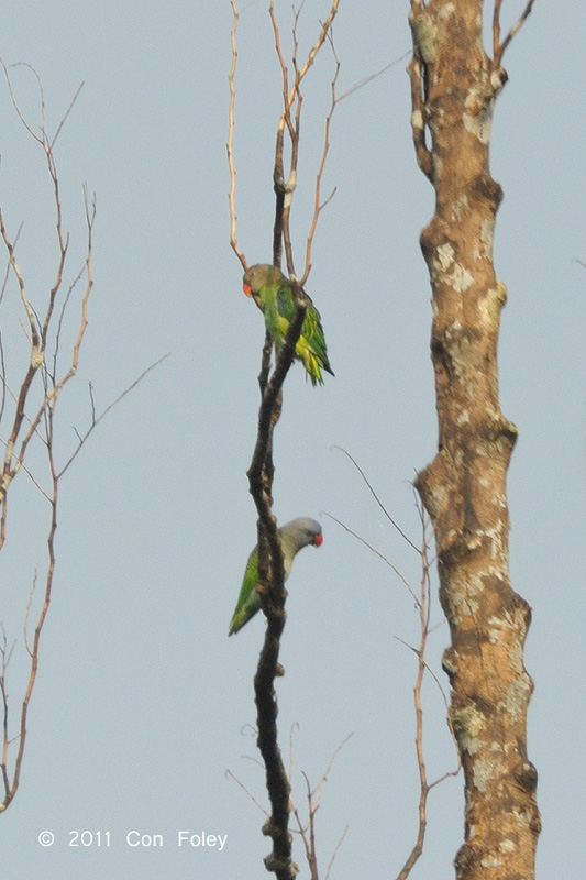 Parrot, Blue-rumped @ Panti