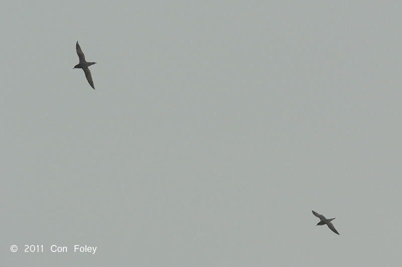 Shearwater, Short-tailed @ Singapore Straits