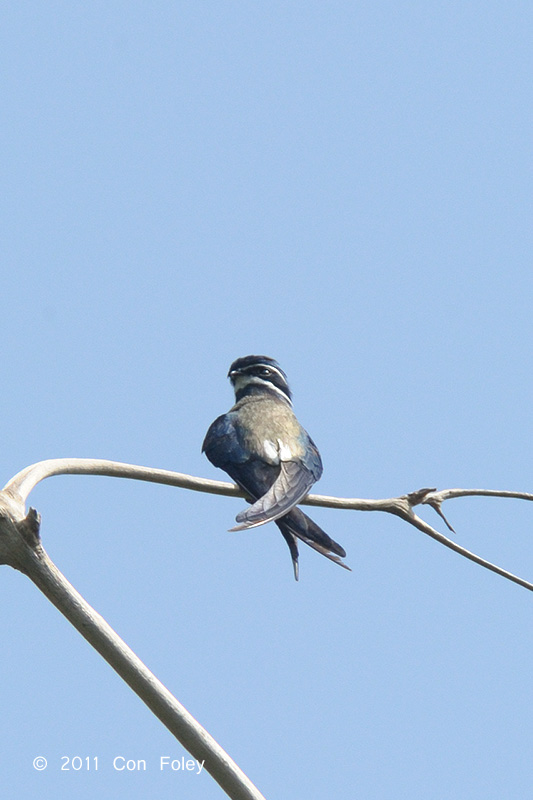 Treeswift, Whiskered @ Central Cachment