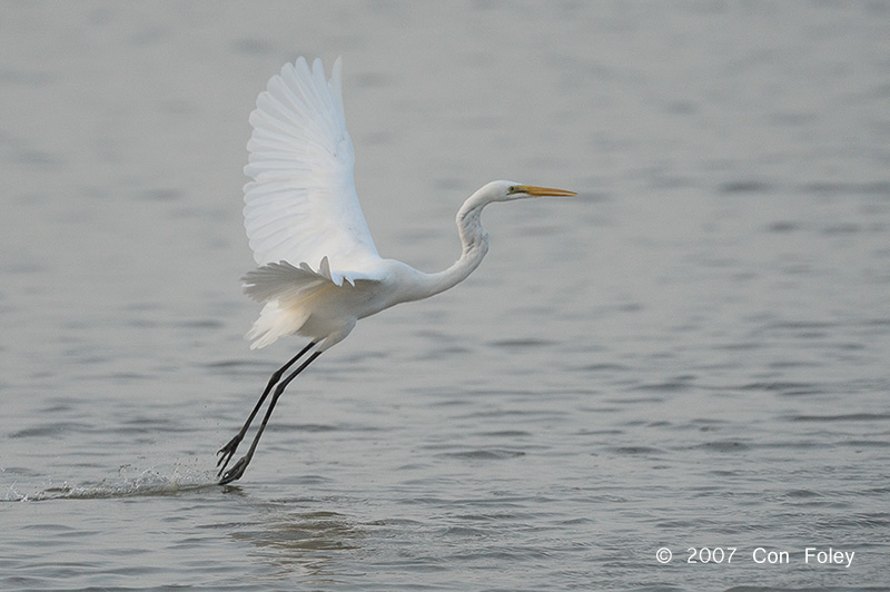 Egret, Great @ Parit Jawa