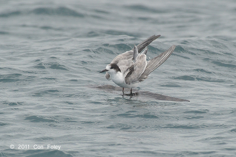 Tern, Common @ Singapore Straits