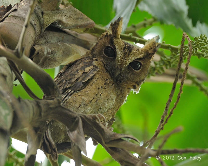 Owl, Sunda Scops (adult) @ Pasir Ris Park