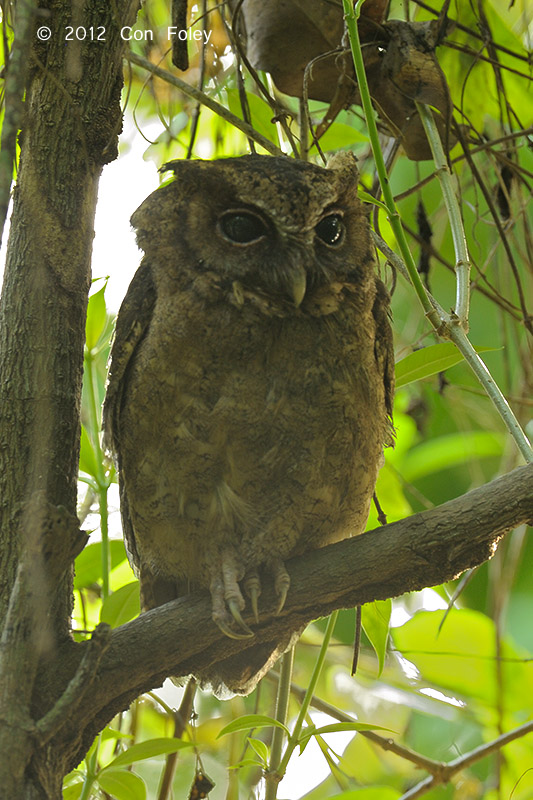 Owl, Sunda Scops (juvenile) @ Pasir Ris Park
