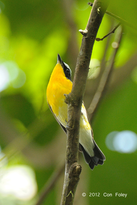 Flycatcher, Yellow-rumped (male)