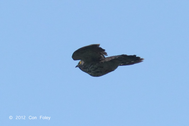 Cuckoo, Malaysian Hawk