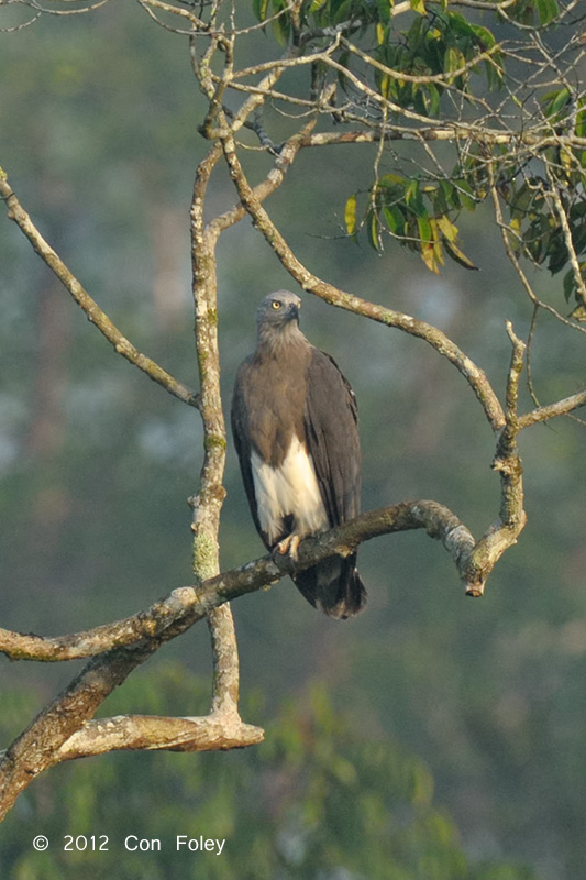 Eagle, Grey-headed Fish