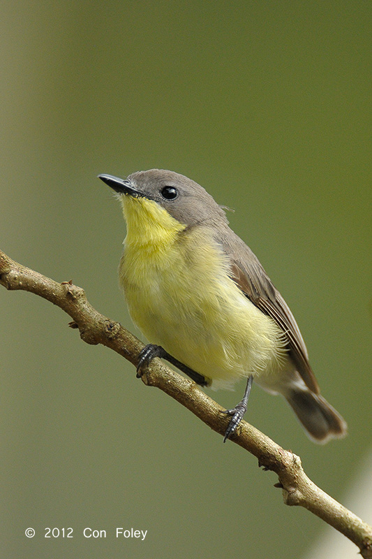 Gerygone, Golden-bellied @ Pasir Ris