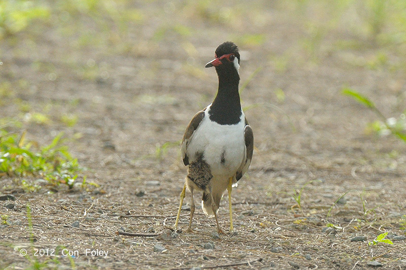 Lapwing, Red-wattled @ Changi