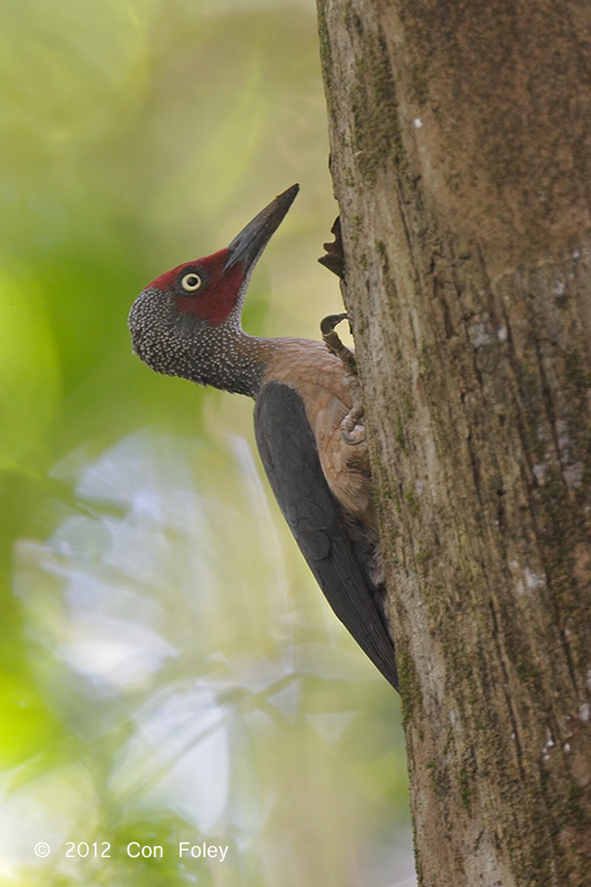 Woodpecker, Ashy (male) @ Tangkoko