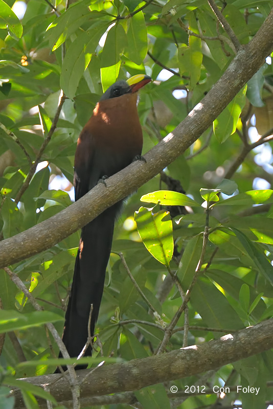 Malkoha, Yellow-billed @ Tangkoko