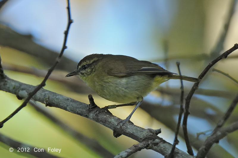 Warbler, Sulawesi Leaf @ Lake Tambing