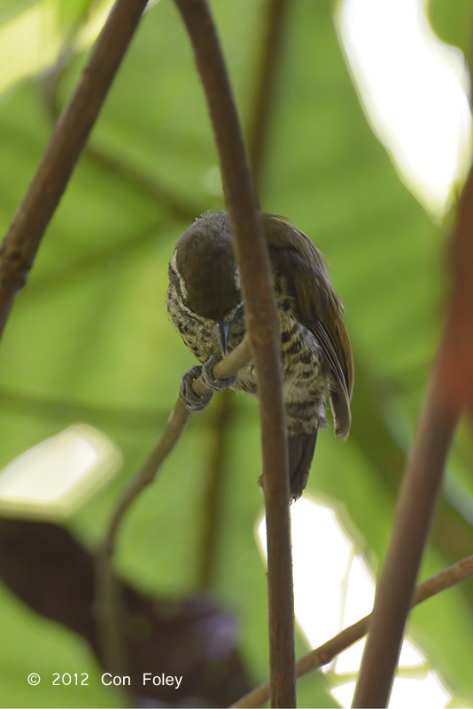 Piculet, Speckled @ Hemmant Trail