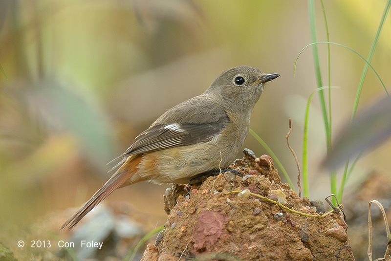 Redstart, Daurian (female) @ Gardens by the Bay