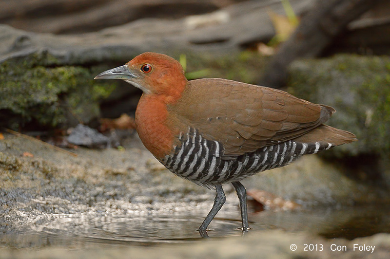 Crake, Slaty-legged @ Kaeng Krachan