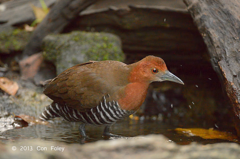 Crake, Slaty-legged @ Kaeng Krachan