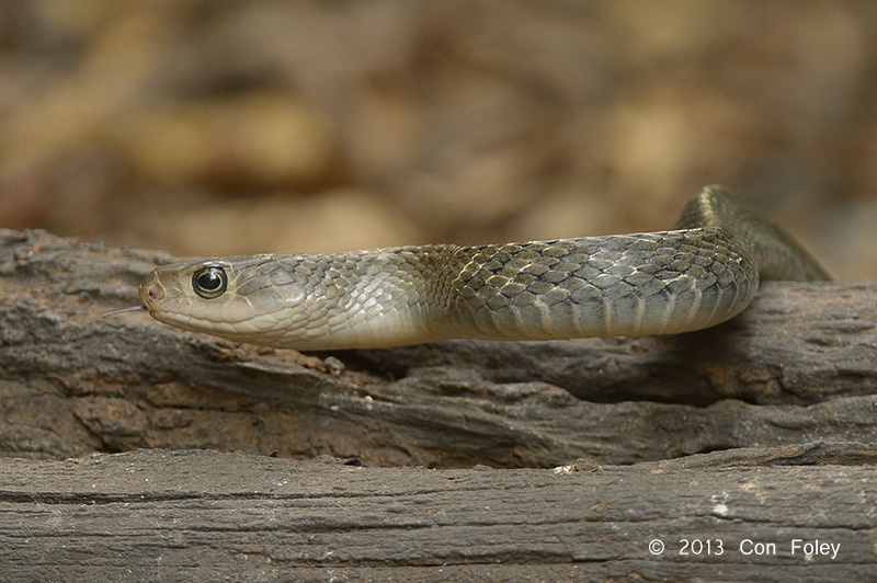 Keeled Rat Snake @ Kaeng Krachan