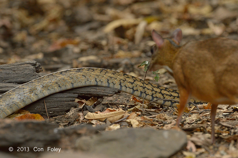 Lesser Mousedeer watching Rat Snake @ Kaeng Krachan