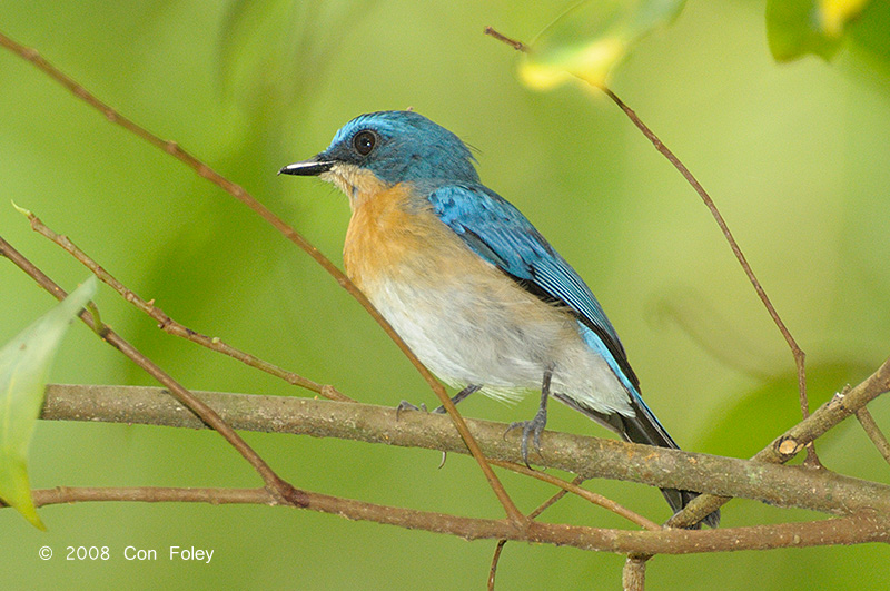 Flycatcher, Malaysian Blue (female) @ Tabin