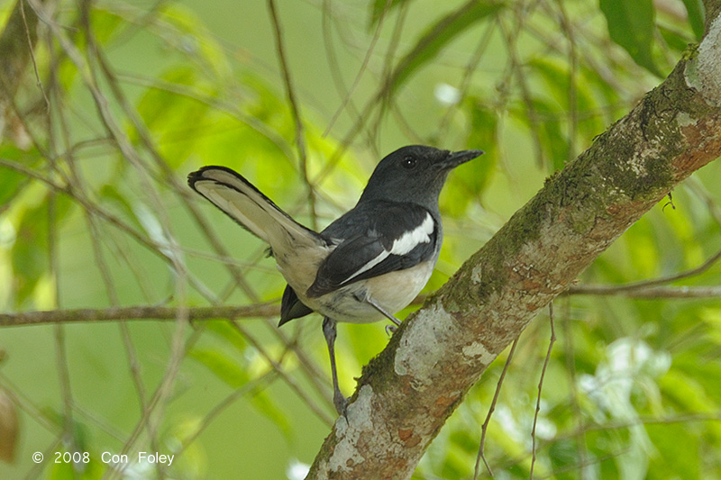 Robin, Oriental Magpie