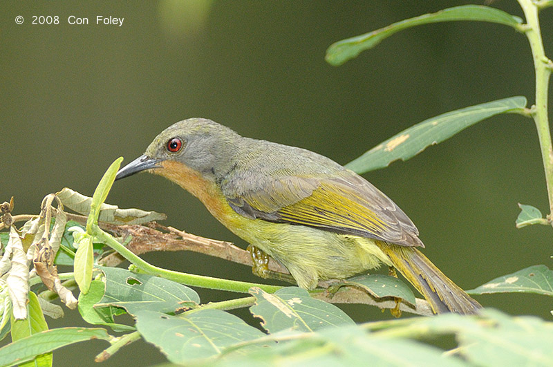 Sunbird, Ruby-cheeked (female)