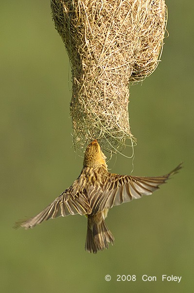 Weaver, Baya (female) @ Murai Farmway