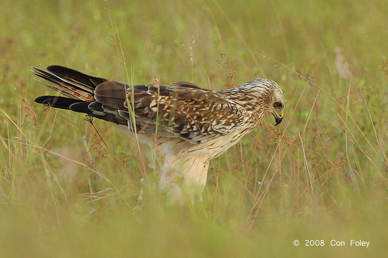 Harrier, Pied (female) @ Changi