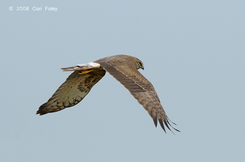 Harrier, Pied (juvenile) @ Changi