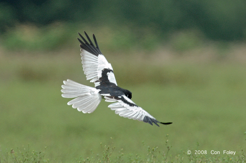 Harrier, Pied (male) @ Changi
