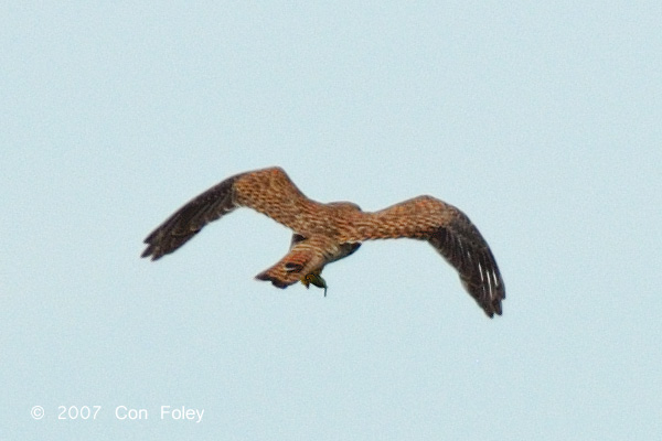 Kestrel, Common @ Changi