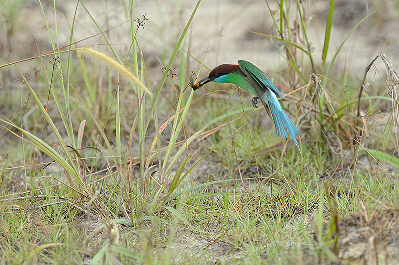 Bee-eater, Blue-throated @ Punggol