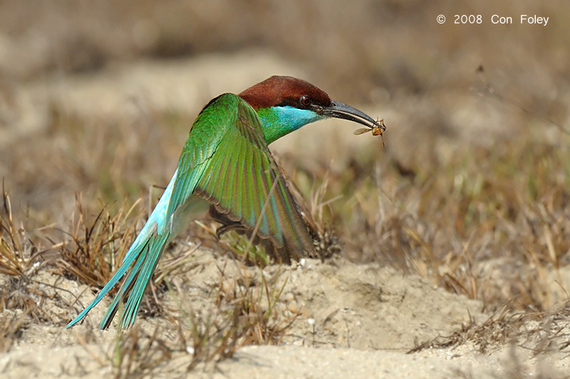 Bee-eater, Blue-throated @ Punggol