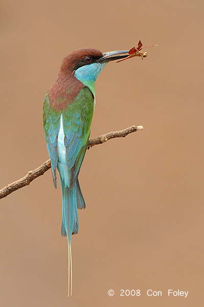 Bee-eater, Blue-throated