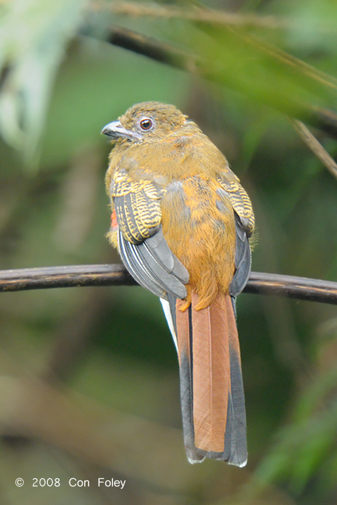 Trogon, Red-headed (juvenile) @ Jln Lady Maxwell