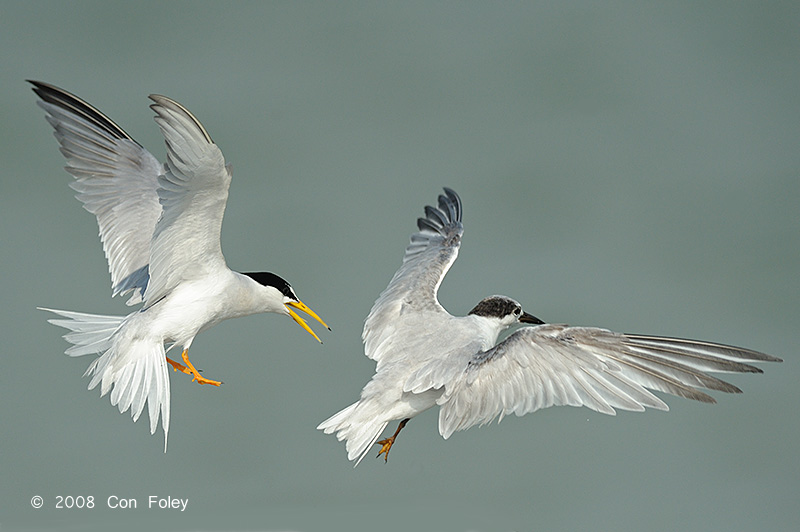 Tern, Little